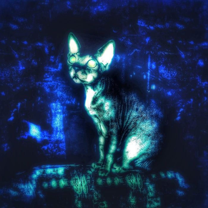 Кот-звездочёт