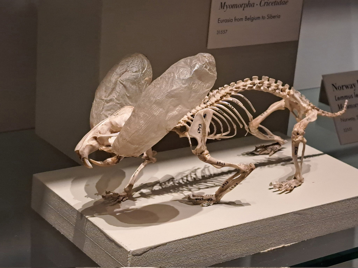 Защечные мешки хомяка в скелете. Видно, что огромные мешки доходят у них аж до плеч!