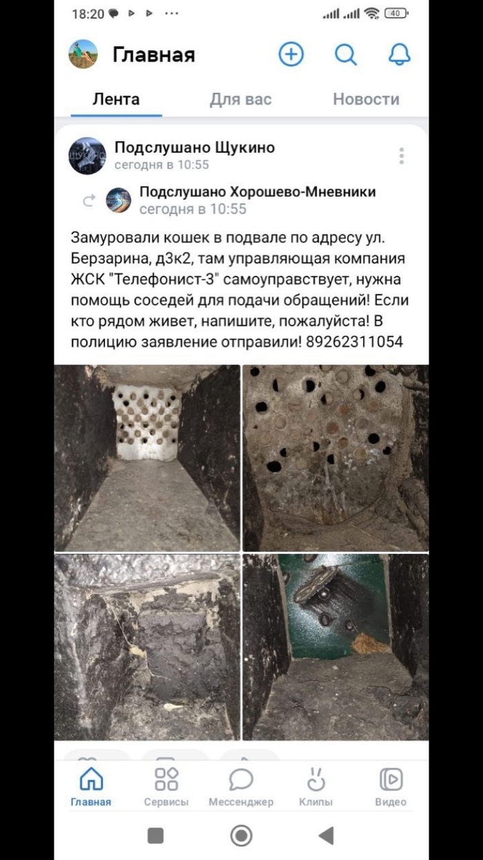 Замуровали кошек / требуется помощь / перепост