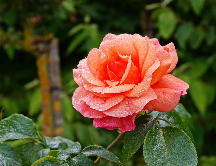 В розарии Гааги