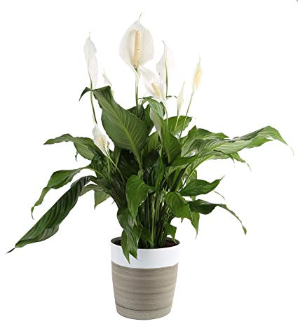 Peace lilies