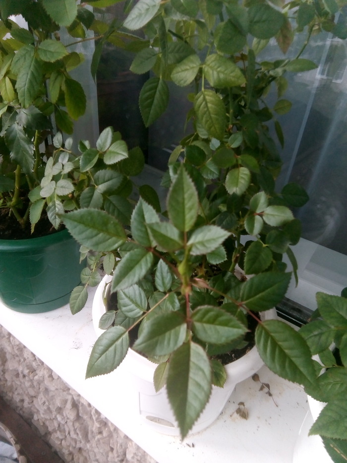 ��� ��� �������. ���� �������, ��� ��� ������ �� ����� (������� � ��������� ��� ��������), � � ��� � ���� "��������". � ������ - "��������", ��� � �������� �������� ������ �������.