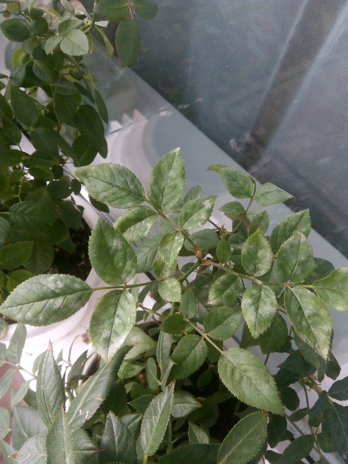 ������, ��������� ���� ��������� ����. ��� � "����������" ������ �� ���������� � ��� �����-�� ����� (������ ��������) �� ������ ������� - ��� ������ 2 ��, ��������. 