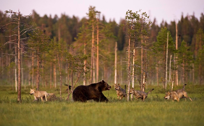 ��� ������ ��������� ���������, ������������� ���� �����������, �������� �����, ������������� ����������� � ������� � ����������. ������� ��� ���������� �������� ��� ����� ������� �� ����, ��� ��������� ������� �����������.