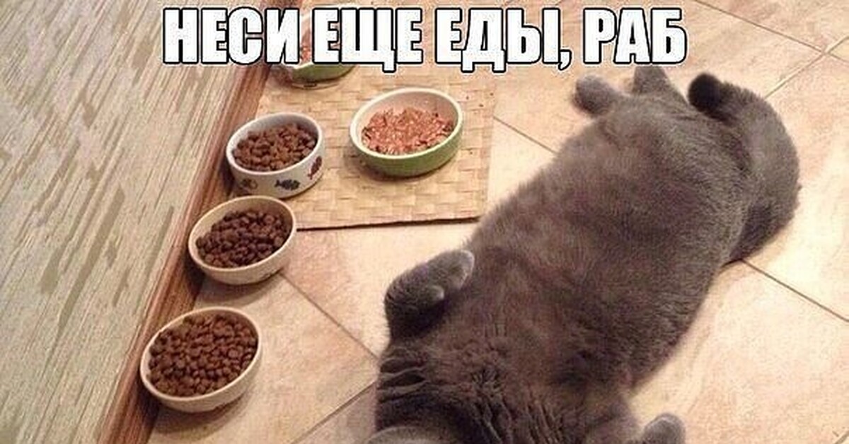 Кот не просит еду. Кошка просит еду. Голодный котенок. Просящий котик. Кошка просит.