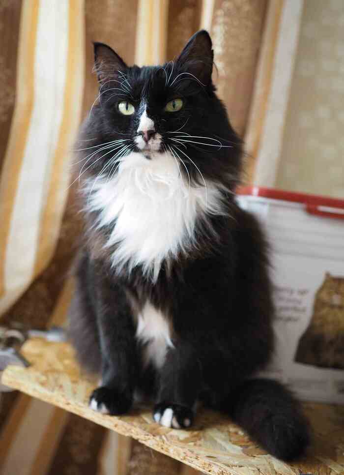 Фото после. 2024. Только ВИК и отсутствие почти всех зубов (было сильное воспаление и разрушенные зубы), которое не мешает ему нормально есть и сухой и влажный корм)