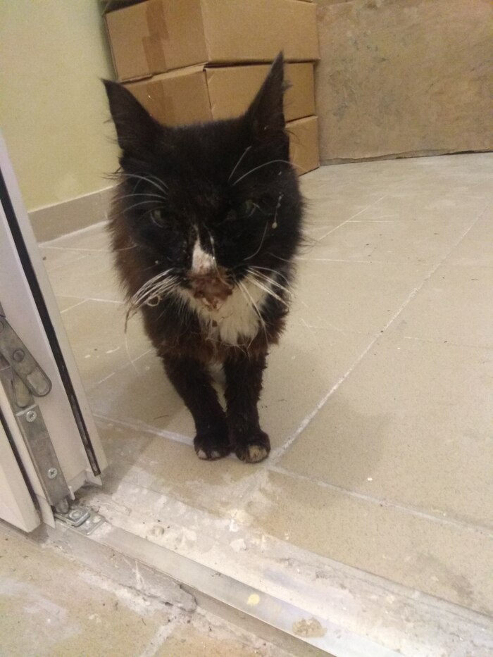 Фото до. 2022 год. Набор болячек и вирусов, в т.ч. иммунодефицит.