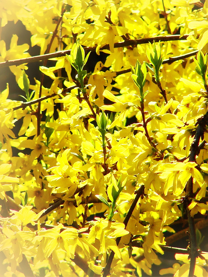 Форзиция в любую погоду способна поднять настроение безумной яркостью цветов...