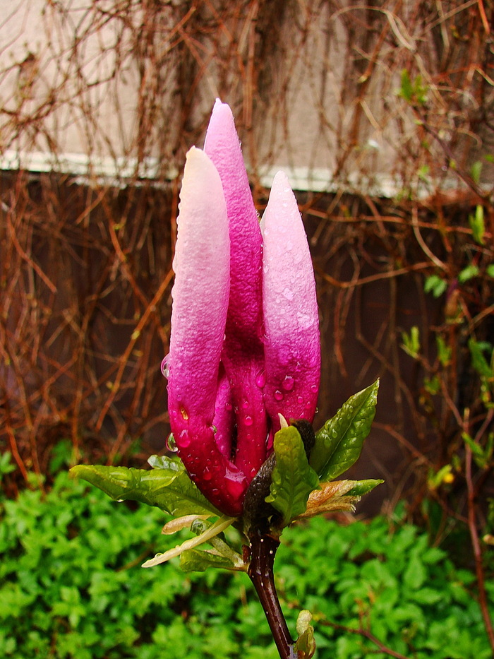 Поздняя магнолия Сьюзан тоже ждёт своего часа...