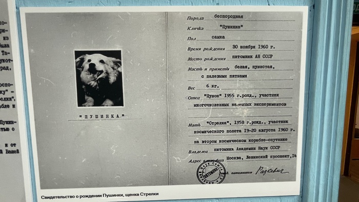 Свидетельство о рождении Пушинки