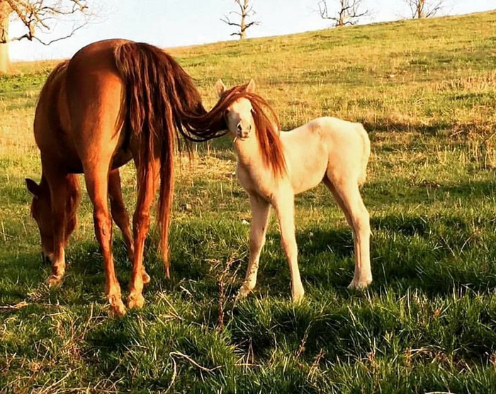 Все дети одинаковые. Вне зависимости от вида они экспериментируют с причёсками!