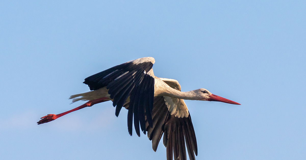 Белый аист летит. Аист улетает. Аист летит. Белый аист летит. Белый аист летит.