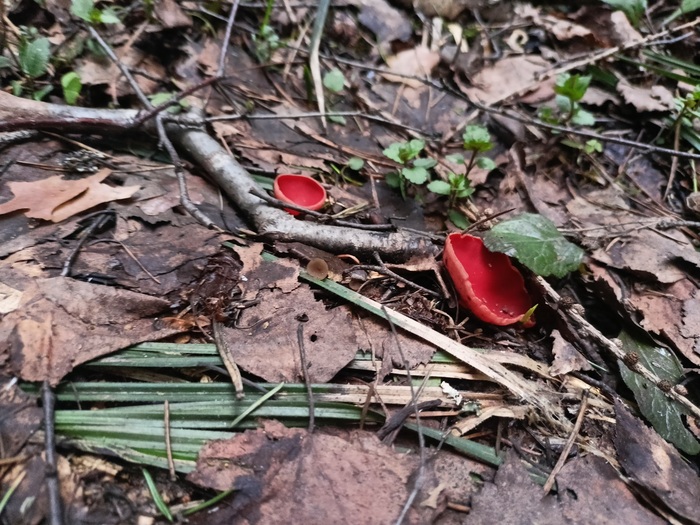 саркосцифа