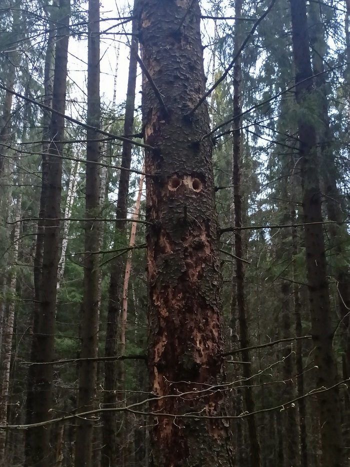 тут был дятел