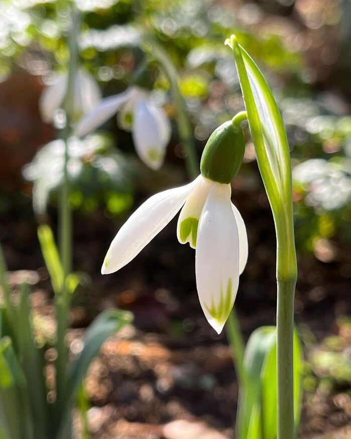 Galanthus nivalis.