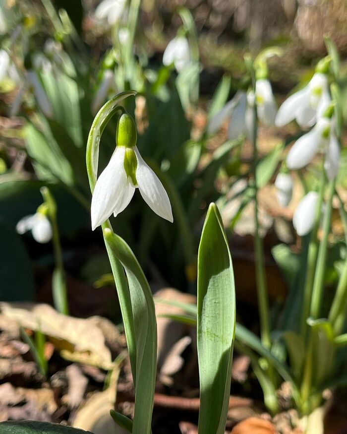 Galanthus nivalis.