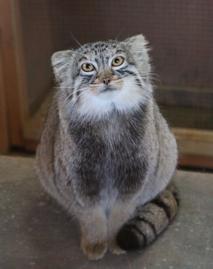 �������� �������