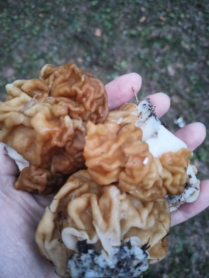 первый урожай