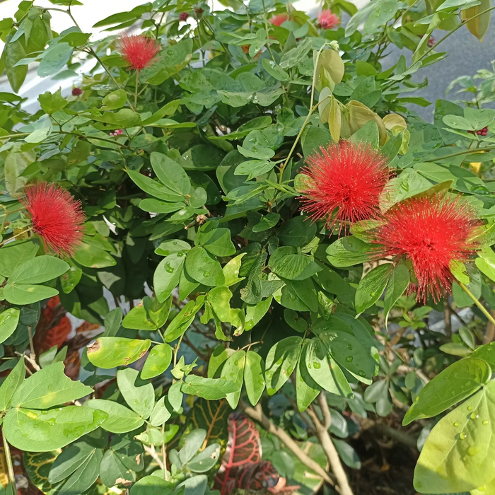 ���������� ��������