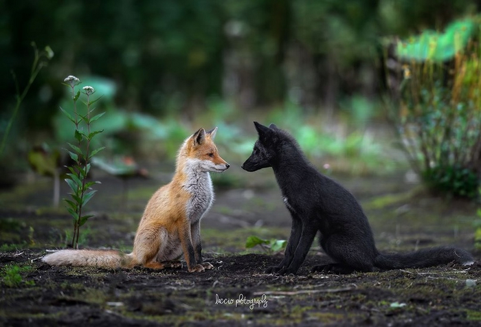 ׸���� � �����