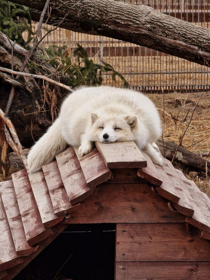 ������ �����