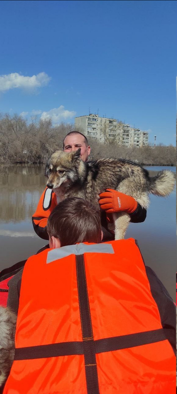 Спасение четвероногих душ | Пикабу