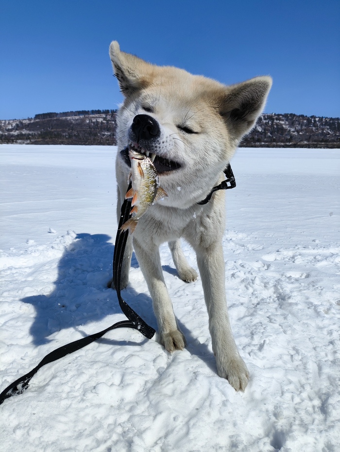 Щас мы тебя на зубок попробуем!