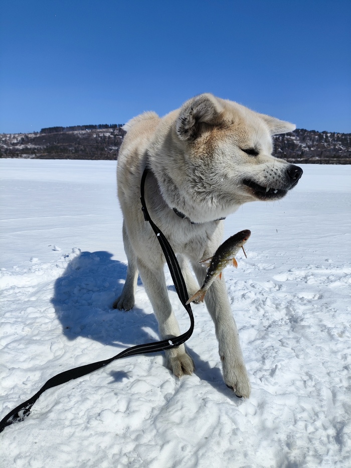 И вот так могу!