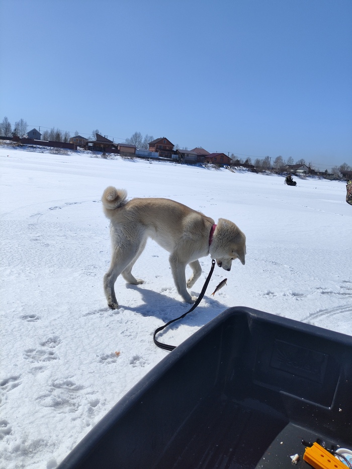 Ухтыжбля! Ещё и шАвелится!