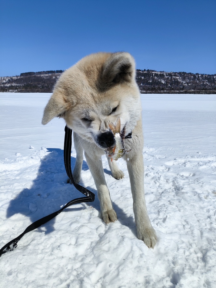 Вот так могу!