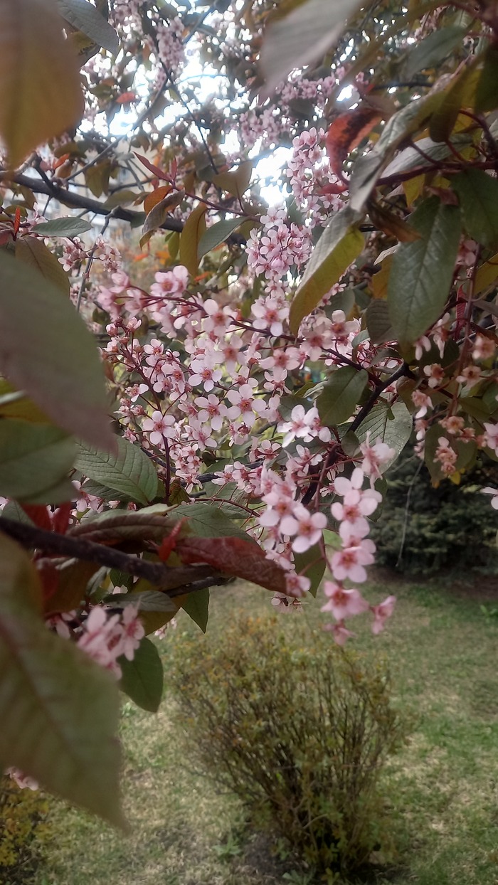 Ответ на пост «Воронежские будни» Мобильная фотография, Город, Парк, Воронеж, Весна, Длиннопост