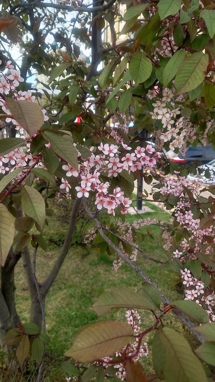 Ответ на пост «Воронежские будни» Мобильная фотография, Город, Парк, Воронеж, Весна, Длиннопост