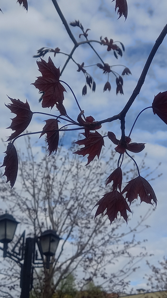 Ответ на пост «Воронежские будни» Мобильная фотография, Город, Парк, Воронеж, Весна, Длиннопост