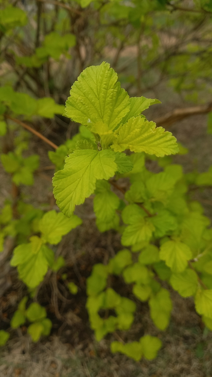 Ответ на пост «Воронежские будни» Мобильная фотография, Город, Парк, Воронеж, Весна, Длиннопост