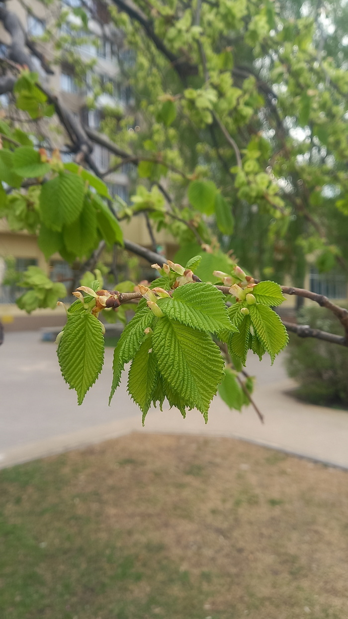 Ответ на пост «Воронежские будни» Мобильная фотография, Город, Парк, Воронеж, Весна, Длиннопост