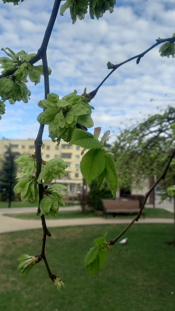Ответ на пост «Воронежские будни» Мобильная фотография, Город, Парк, Воронеж, Весна, Длиннопост