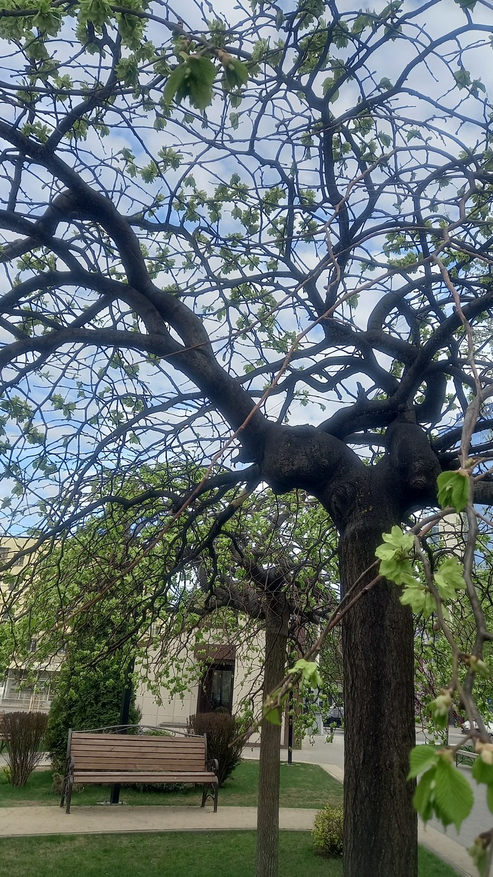 Ответ на пост «Воронежские будни» Мобильная фотография, Город, Парк, Воронеж, Весна, Длиннопост