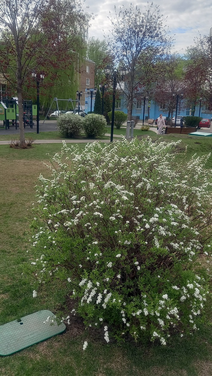 Ответ на пост «Воронежские будни» Мобильная фотография, Город, Парк, Воронеж, Весна, Длиннопост