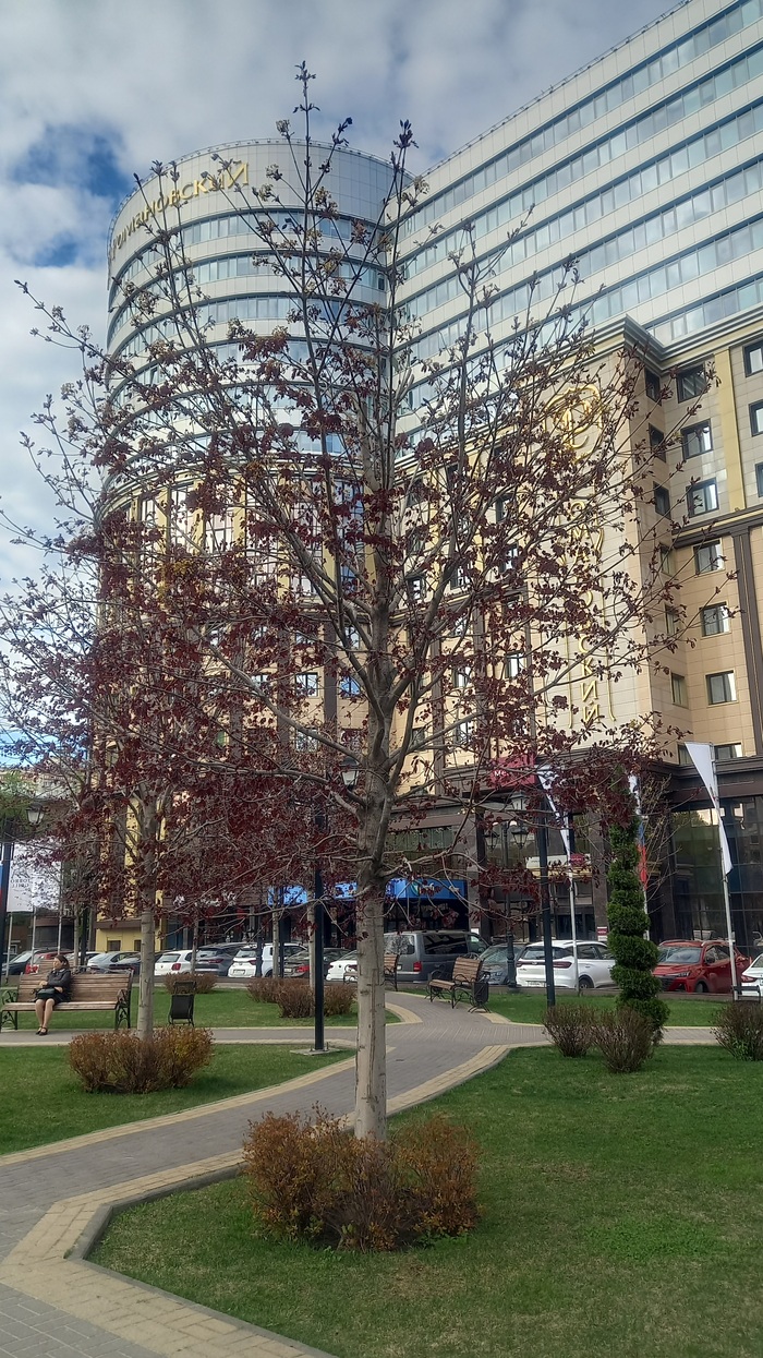 Ответ на пост «Воронежские будни» Мобильная фотография, Город, Парк, Воронеж, Весна, Длиннопост