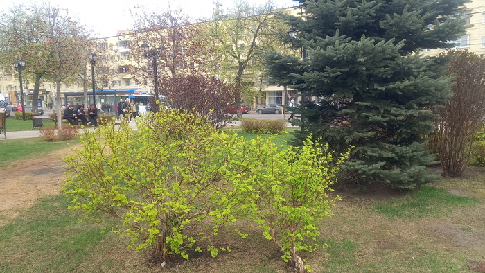 Ответ на пост «Воронежские будни» Мобильная фотография, Город, Парк, Воронеж, Весна, Длиннопост