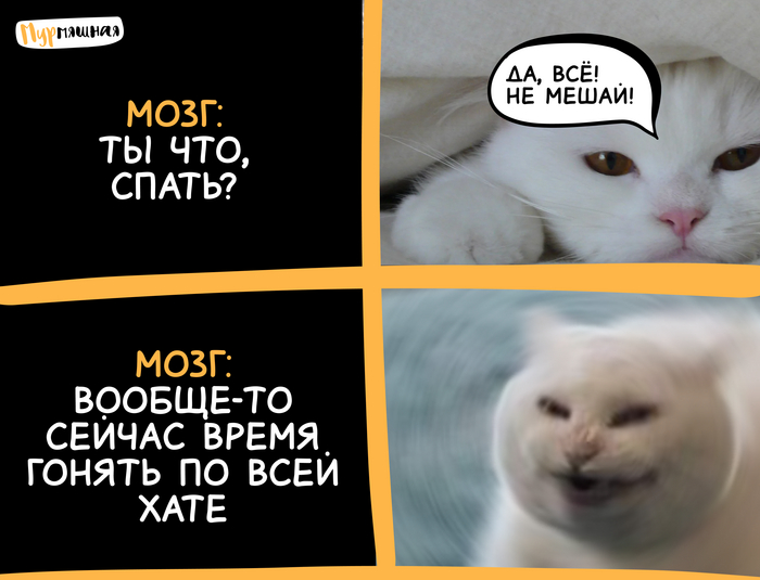 Жиза всех котов