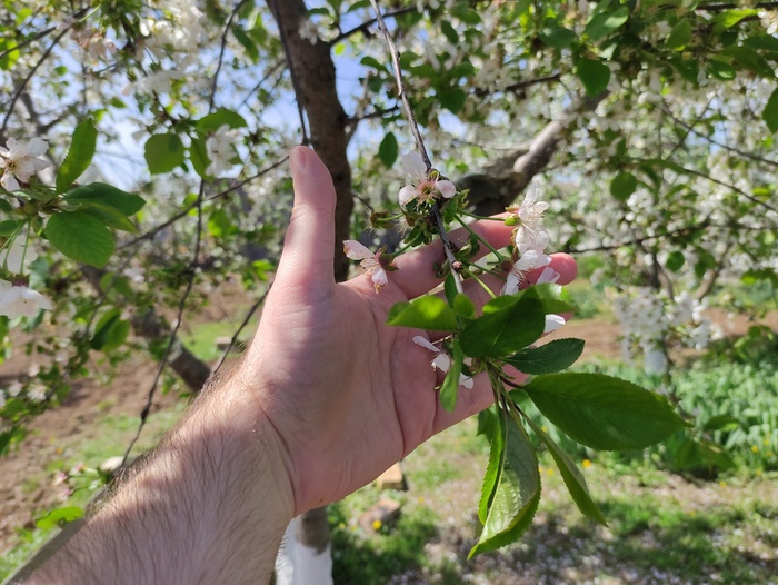 Один раз в год сады цветут...