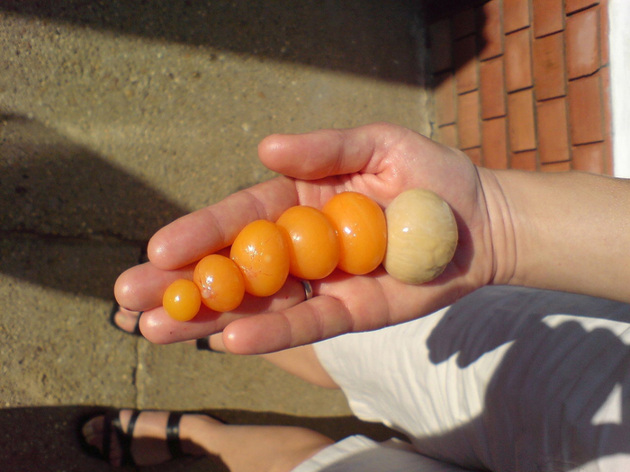 От яйцеклетки до полноценного желтка.