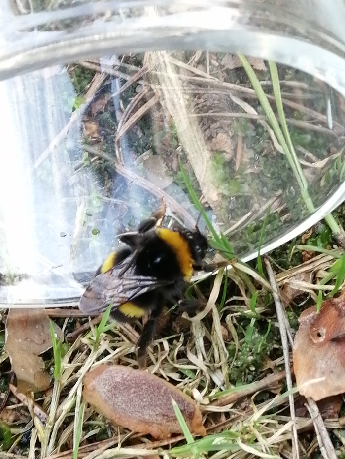 Пою шмелика сладкой водичкой