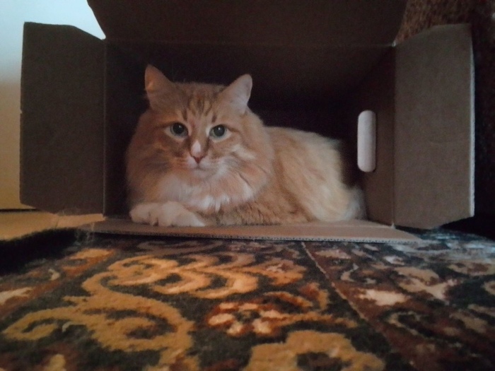 <!--noindex--><a href="https://pikabu.ru/story/sotrudnik_chvk_korzhik_barsik_vyipolnil_obeshchanie_potsarapat_toma_kruza_11343541?u=http%3A%2F%2Ft.me%2Fkisinus&t=t.me%2Fkisinus&h=dd2609893a91461fda04f680c8bd88c326d363b9" title="http://t.me/kisinus" target="_blank" rel="nofollow noopener">t.me/kisinus</a><!--/noindex-->