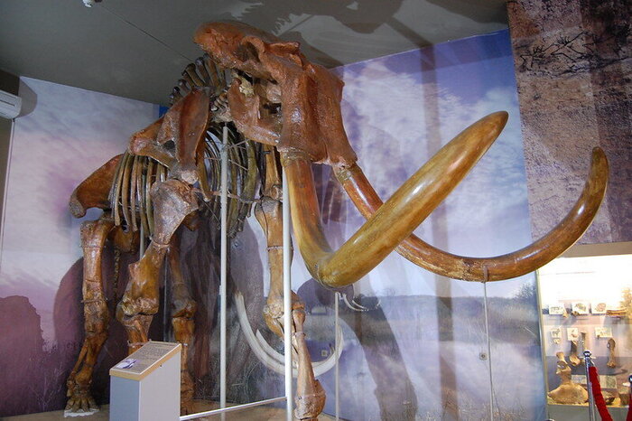 Степной мамонт. Фото Anna Novikova (<!--noindex--><a href="https://pikabu.ru/story/kakovo_myaso_mamonta_na_vkus_pravda_li_chto_ego_podavali_na_uzhine_v_klube_pervootkryivateley_11345775?u=http%3A%2F%2Fflickr.com&t=flickr.com&h=00f33e3721471ba29e2ca96a4c409fec5ea4b238" title="http://flickr.com" target="_blank" rel="nofollow noopener">flickr.com</a><!--/noindex-->)