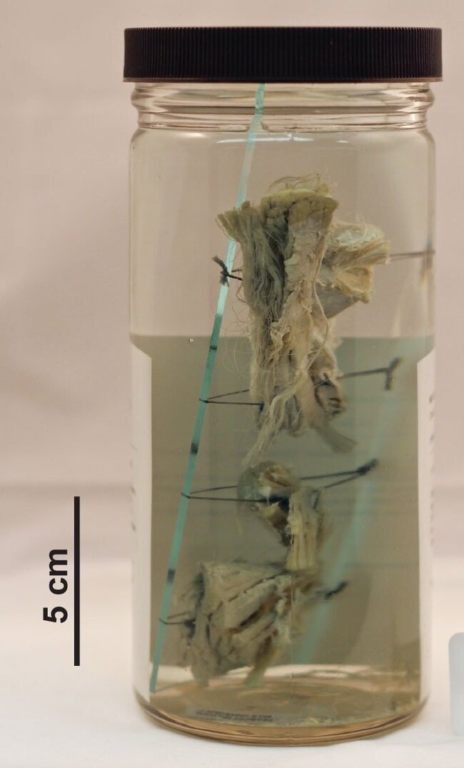 Тот самый образец мяса, поданного в 1951 году. Йельский музей естественной истории Пибоди. Фото - New York Times.