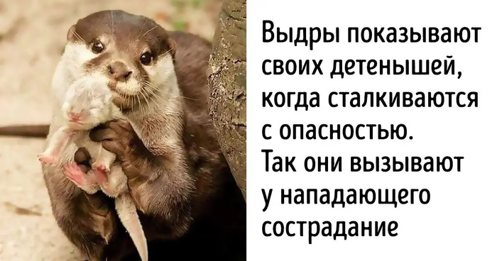 ��������: <a href="https://pikabu.ru/story/pravda_li_chto_v_moment_opasnosti_vyidryi_pokazyivayut_khishchnikam_svoikh_detyonyishey_chtobyi_vyizvat_sostradanie_11348256?u=https%3A%2F%2Fadme.media%2Farticles%2F20-faktov-o-zhivotnyh-kotorye-vyzovut-nekontroliruemyj-pristup-umileniya-1965115%2F&t=adme.media&h=fe9dacd9dfded2628f91279edd7d86bce4c23442" title="https://adme.media/articles/20-faktov-o-zhivotnyh-kotorye-vyzovut-nekontroliruemyj-pristup-umileniya..." target="_blank" rel="nofollow noopener">adme.media</a>