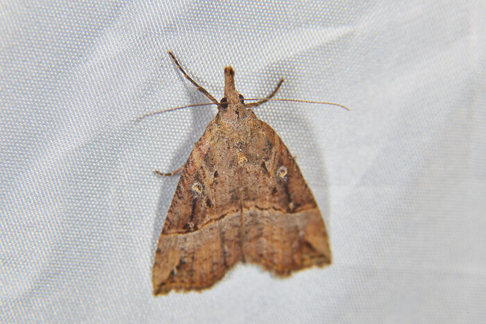 Hypena rostralis ( )