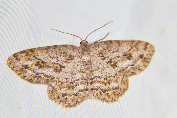 Ectropis crepuscularia ( )
